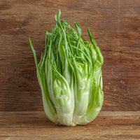 Puntarelle or Asparagus Chicory Plant Seeds for Planting - Heirloom Vegetable Seeds for Home Garden for planting in home garden