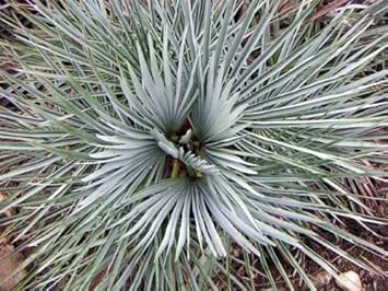 Gray Chamaerops Humilis Seeds for Planting – Organic, Heirloom, Non-GMO Plant Seeds