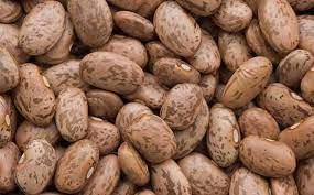 Pinto Bean Phaseolus vulgaris seeds for garden planting