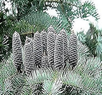Concolor (Concolor scientific name) for planting in garden