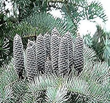 Concolor (Concolor scientific name) for planting in garden