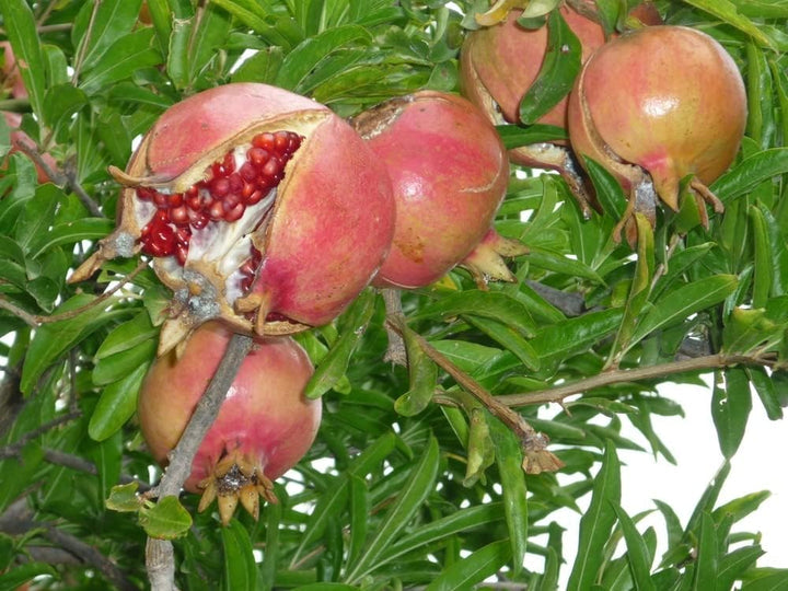 Horned Melon Fruit Seeds - Exotic and Unique Fruits to Add a Touch of Adventure 100 pcs