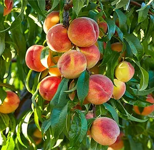 Nemaguard Peach Prunus persica seeds for planting in home garden