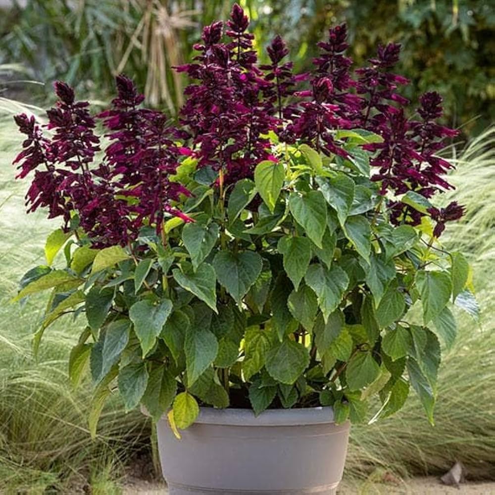 Salvia Splendens Sizzler Purple flower seeds – vivid annual garden display