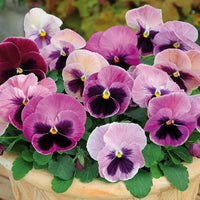 Heirloom Pansy Flower Seeds for Planting, Non-GMO