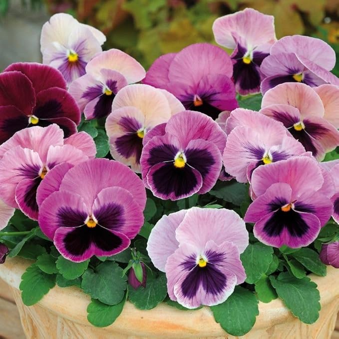 Heirloom Pansy Flower Seeds for Planting, Non-GMO - Pansy for planting in home garden