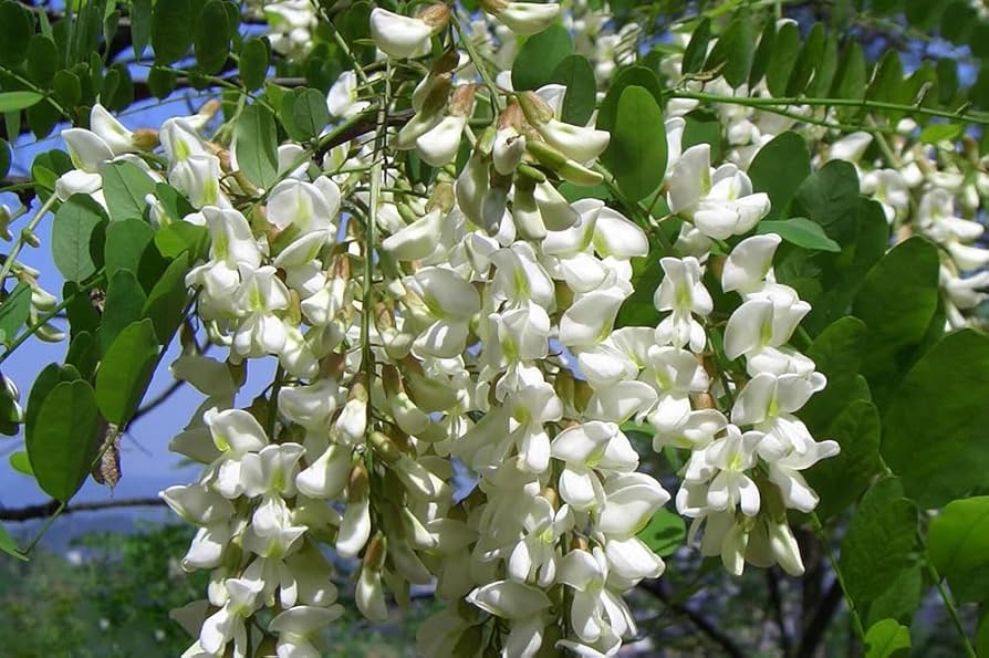 Sophora Flower Seeds