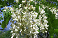 Sophora Flower Seeds