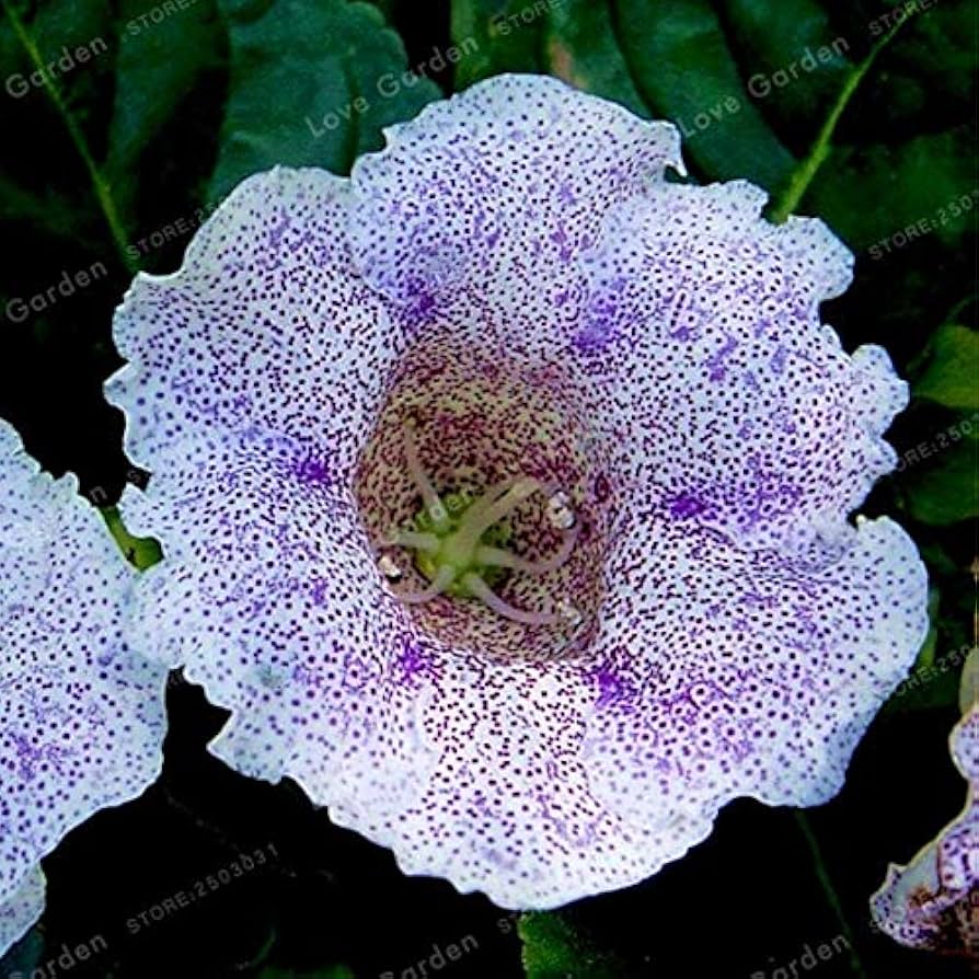 Gloxinia Giant Hybrid (Sinningia) flower seeds – velvety annual blooms