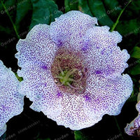 Gloxinia Giant Hybrid (Sinningia) flower seeds – velvety annual blooms