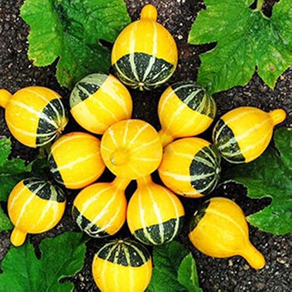 Small - Asian for planting in home garden