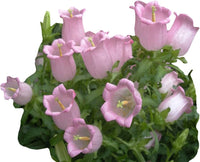Campanula (flower Campanula spp.) for planting in garden