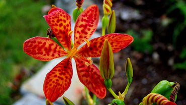 Heirloom Belamcanda Flower Seeds for Garden Planting, Non-GMO, Lily Blooms for gardens