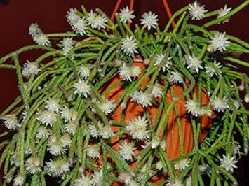 Pilocarpa White Flower Seeds for Planting – Organic, Heirloom, Non-GMO Seeds