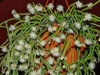 Pilocarpa White Flower Seeds for Planting – Organic, Heirloom, Non-GMO Seeds