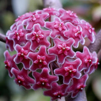 Light and dark pink Hoya plant grown from seeds with stunning dual-tone star flowers