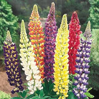 Mixed Lupine Flower Seeds for Planting – Vibrant Colors, Heirloom Non-GMO Seeds