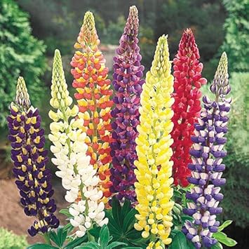 Mixed Lupine Flower Seeds for Planting – Vibrant Colors, Heirloom Non-GMO Seeds