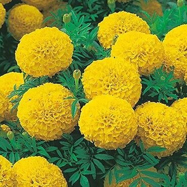 Marigold Mix Tagetes Erecta Flower Seeds for Planting in Home Garden and Pollinator Borders