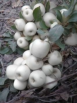 White Apple Fruit Seeds for Planting - Premium Quality Apple Plant Seeds