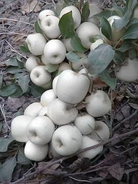 White Apple Fruit Seeds for Planting - Premium Quality Apple Plant Seeds