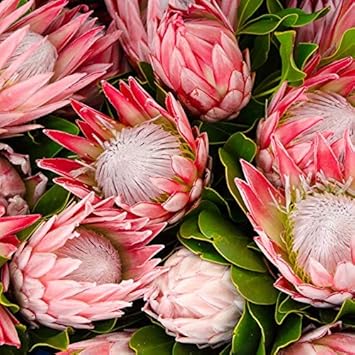 Organic Pink Protea Flower Seeds for Planting – Heirloom, Non-GMO