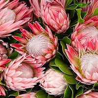 Organic Pink Protea Flower Seeds for Planting – Heirloom, Non-GMO