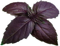Purple Basil Aromatic Culinary Herb Seeds