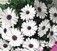 Heirloom Non-GMO Eyed Flower Seeds for Planting – Unique Ornamental Garden Blooms