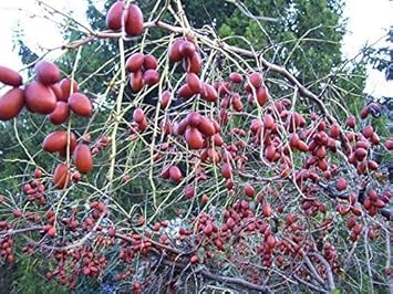 Red Ziziphus Jujuba Fruit Seeds for Planting - Sweet Jujube Trees, Heirloom & Non-GMO Seeds