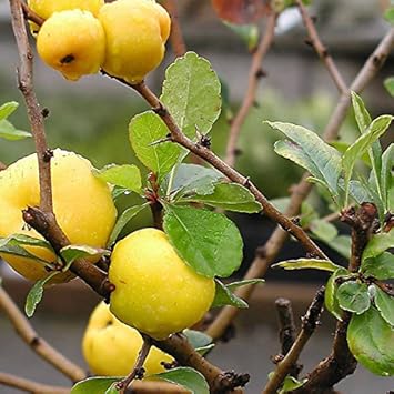 Yellow Chaenomeles Fruit Seeds - 20pcs, Hardy and Vibrant Flowering Fruit Trees 100 pcs