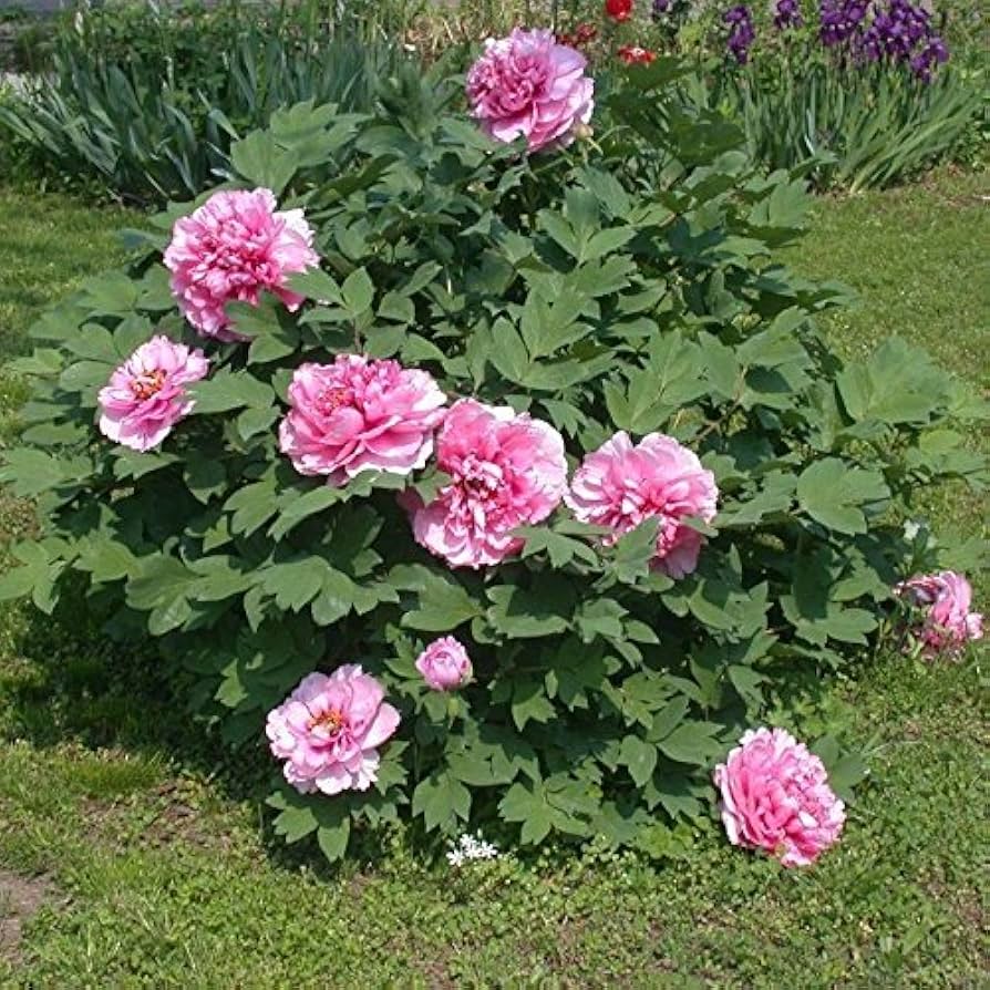 Peony Patio Garden seeds (Paeonia Suffruticosa) growing into full, bushy plants with large, showy peony flowers in various pastel hues