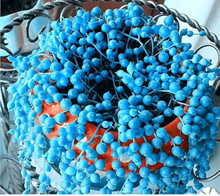 Heirloom Non-GMO Pearl Chlorophytum Herb Seeds – Easy-Grow Indoor Plant Seeds