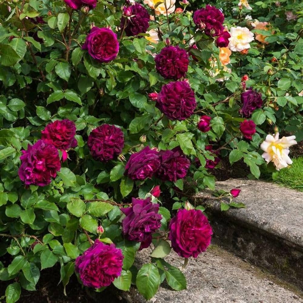 Climbing Rose Rosa setigera Flower Seeds for Planting Rare Purple Variety in Backyard Garden