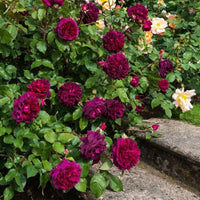 Climbing Rose Rosa setigera Flower Seeds for Planting Rare Purple Variety in Backyard Garden
