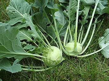 White Kohlrabi Brassica oleracea seeds for garden planting