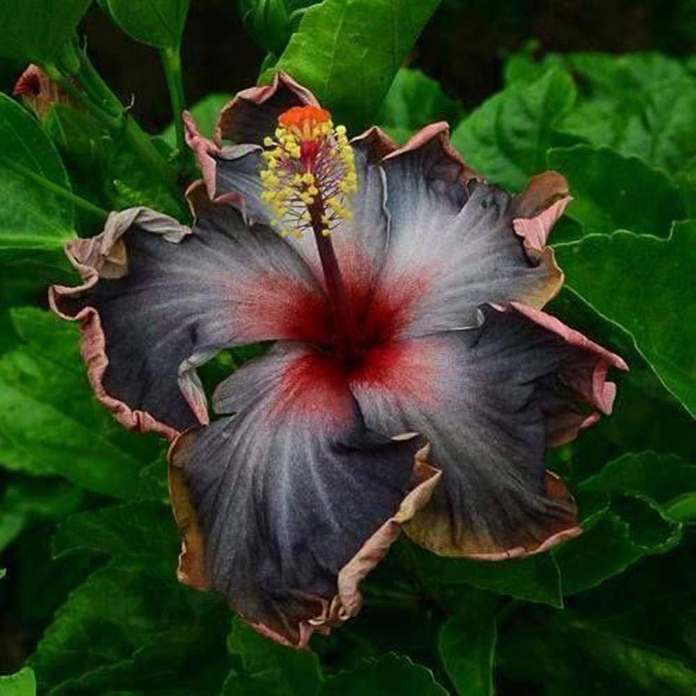 Rare Red Pink Purple Hibiscus seeds (giant exotic) growing multicolored blossoms in shades of red, soft pink, and royal purple, excellent for lush garden beds
