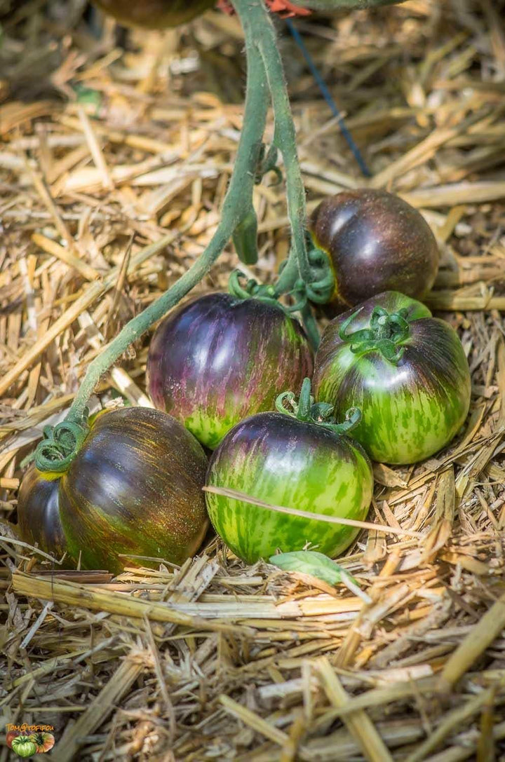 Green Purple Tomato Seeds for Planting - 100 pcs