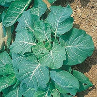Green Georgia Collard Vegetable Seeds for Planting, heirloom & Non-GMO Seeds