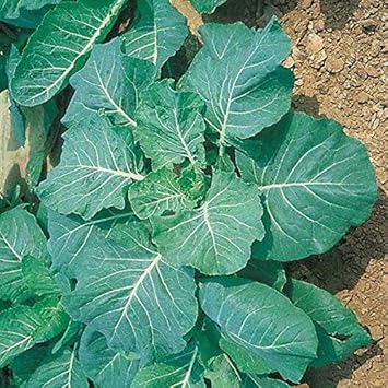 Green Georgia Collard Vegetable Seeds for Planting, heirloom & Non-GMO Seeds