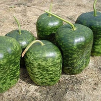 Speckled Apple Fruit Seeds for Planting - Growing Colorful and Flavorful Apples