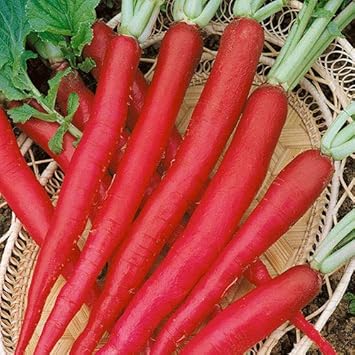 Red Radish Raphanus sativus for planting in urban garden
