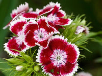 Dianthus Telstar Viola Picotee seeds – colorful annual bloom series