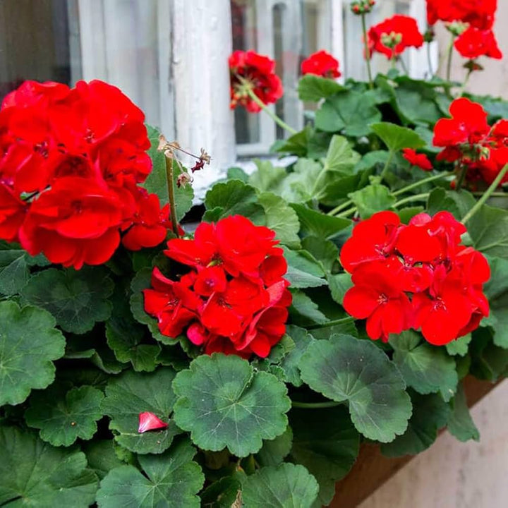 Heirloom Non-GMO Geranium Pelargonium Flower Seeds for Planting – Colorful Garden Blooms
