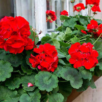 Heirloom Non-GMO Geranium Pelargonium Flower Seeds for Planting – Colorful Garden Blooms