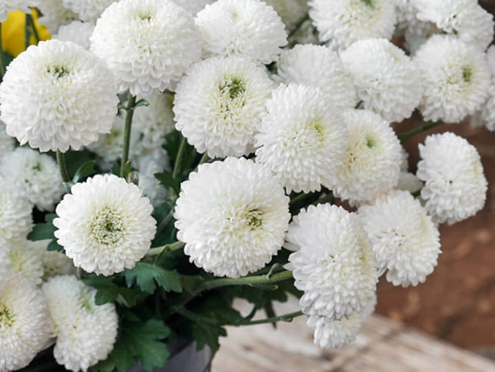 White Green Chrysanthemum Flower Seeds for Planting, NON GMO Seeds