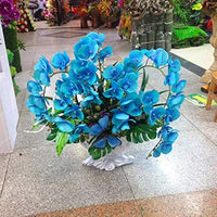 Rare Butterfly Orchid Indoor Flower Seeds