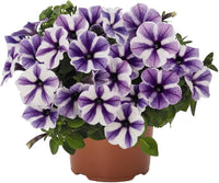 Petunia (flower Petunia hybrida Trellis Chiffon pelleted) for planting in garden