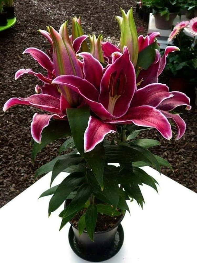 Sunny Keys Oriental Carpet Border Lily