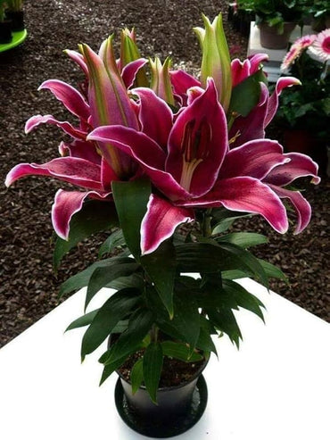 Sunny Keys Oriental Carpet Border Lily